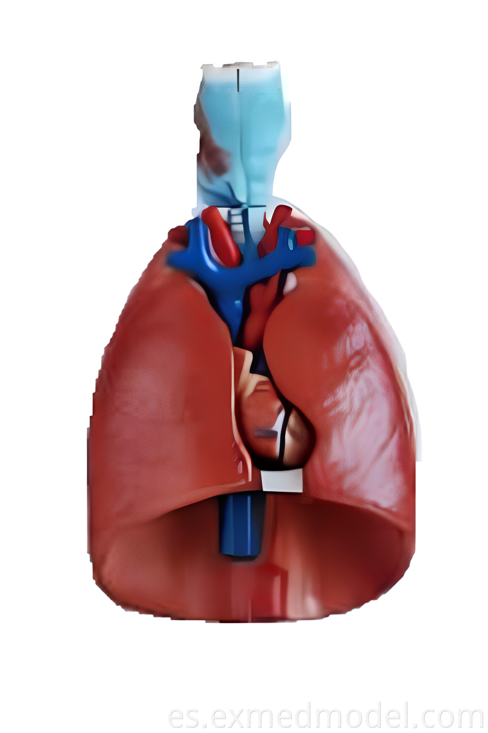 Larynx, Heart and Lung Model